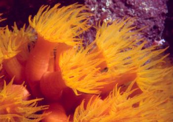 This picture of billowy orange cup coral was taken during... by Robyn Churchill 